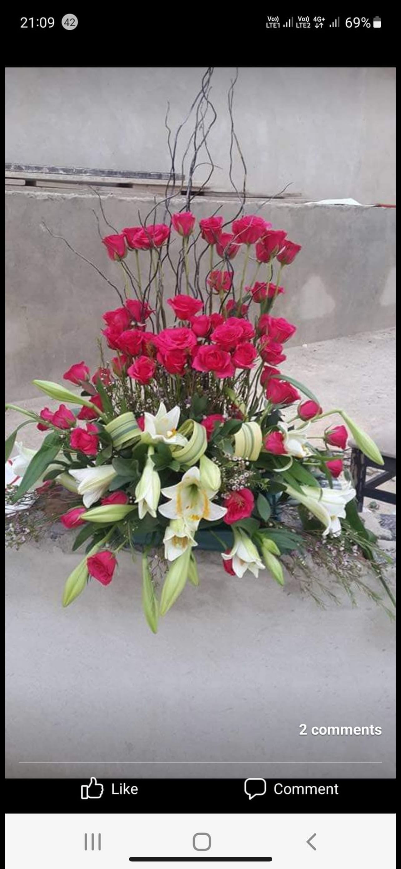 Roses photo 3