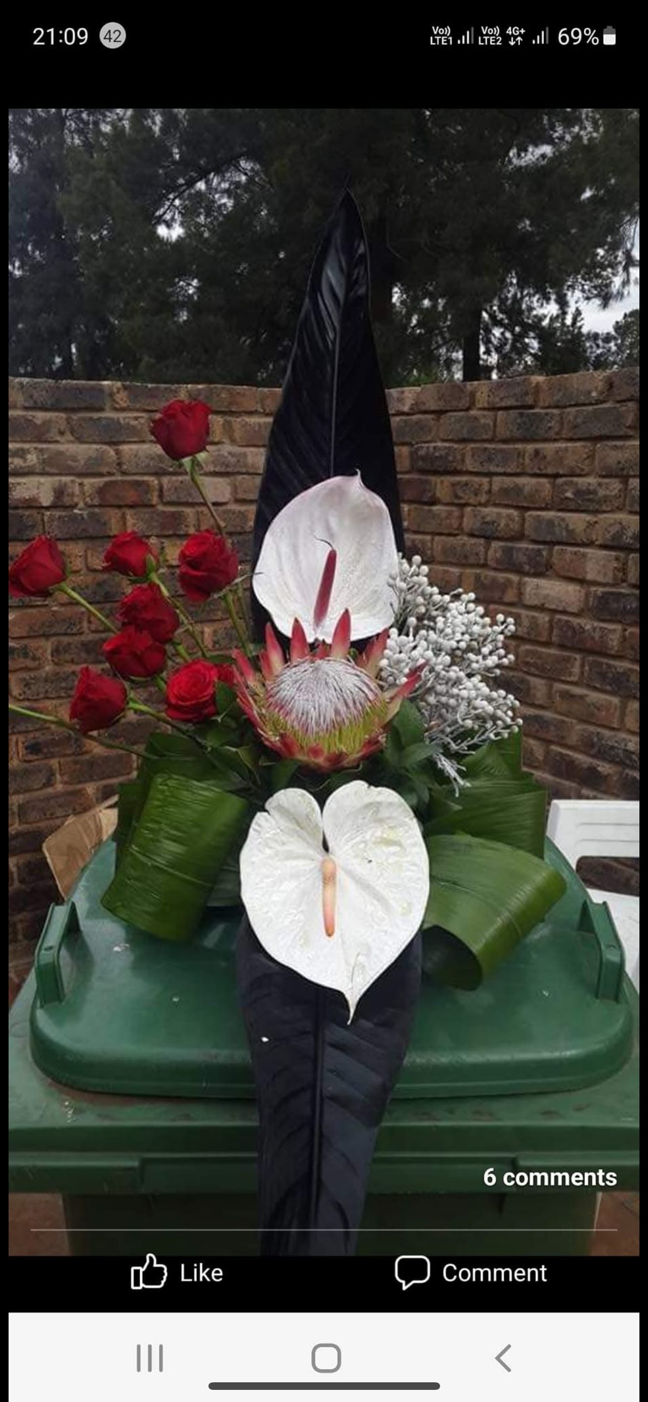 Roses photo 4